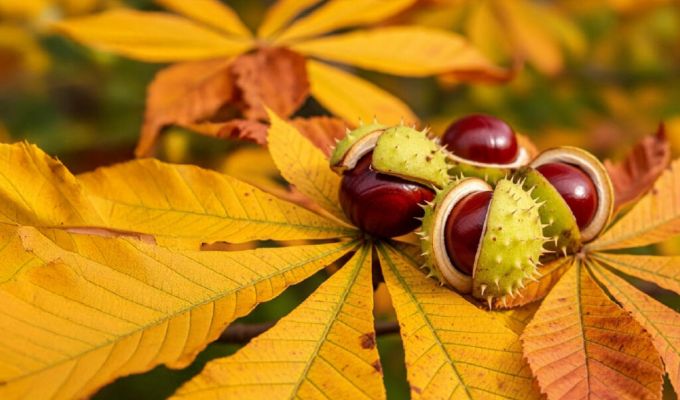 Informacje nt lokaty promocyjnej Lokata Lawendowa